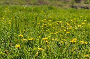 Karahindiba çiçek yeşil