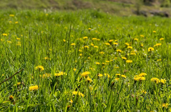 Dandelion 花绿色 — 图库照片