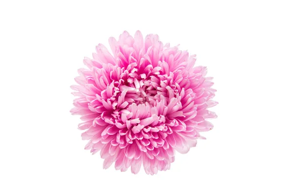 Барвисті aster квітка — стокове фото