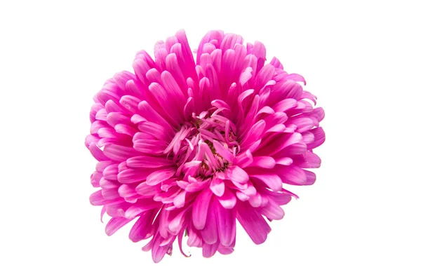 Renkli aster çiçek — Stok fotoğraf
