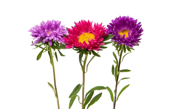 Colorful Aster flower — Stock Photo, Image