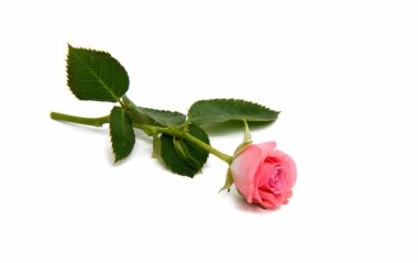 pembe gül çiçeği