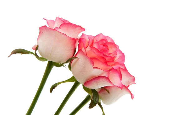 Rosa roseblomst – stockfoto