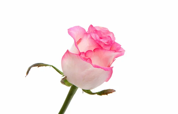 Rosa rosa flor — Foto de Stock