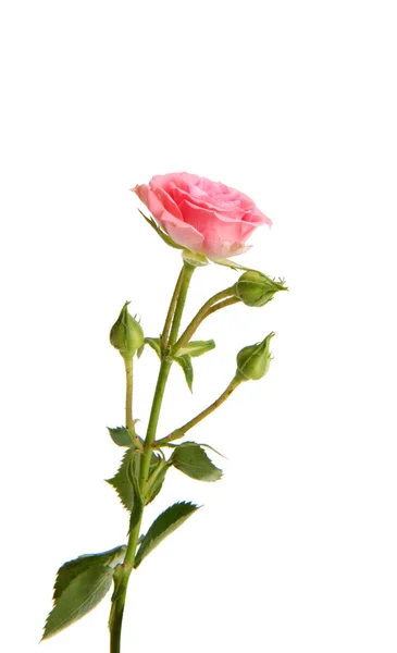 Pink rose flower — Stock Photo, Image