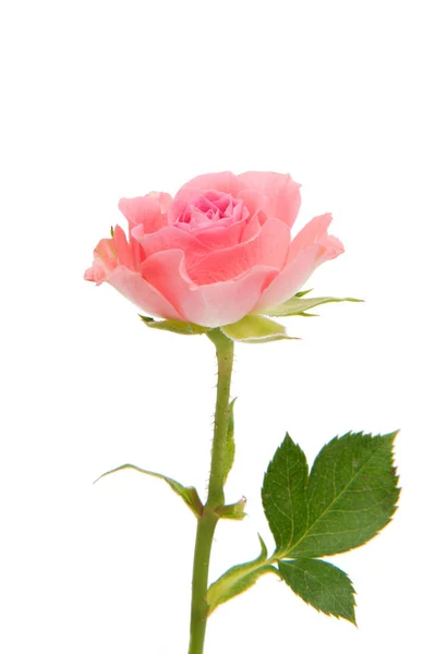 Rosa rosa flor — Foto de Stock