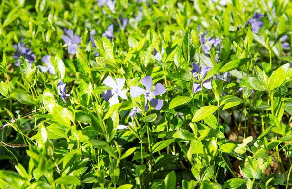 Vinca blommor växer — Stockfoto