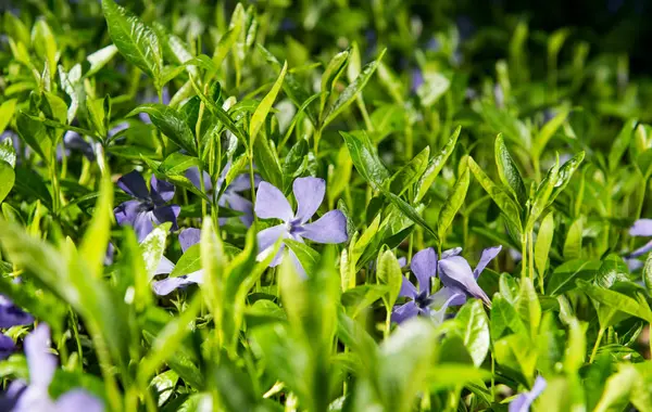 Vinca flowers growing — Stock Photo, Image