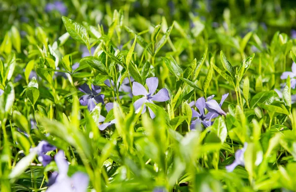 Vinca blommor växer — Stockfoto