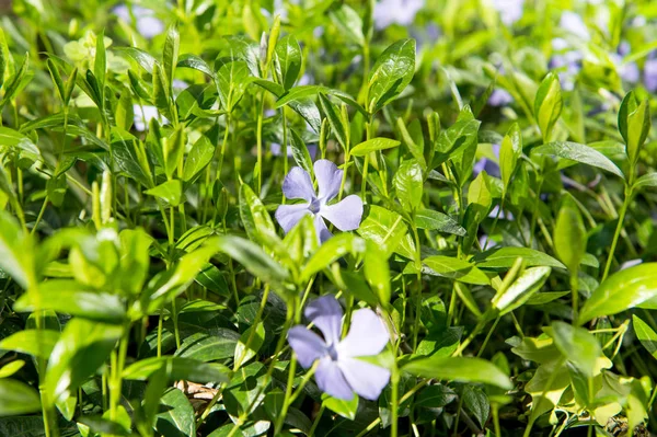 Fiori di vinca che crescono — Foto Stock