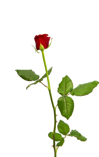 Červená růže izolovaná — Stock fotografie
