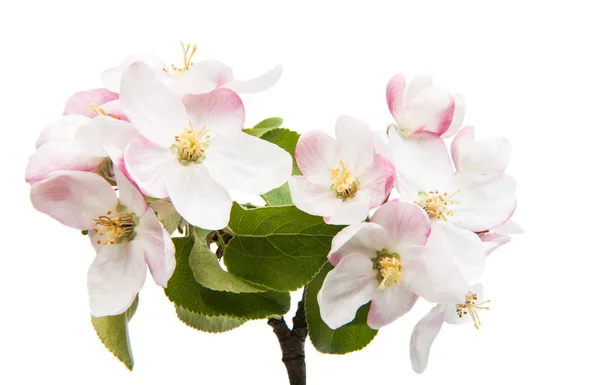 Flores de uma árvore de maçã — Fotografia de Stock