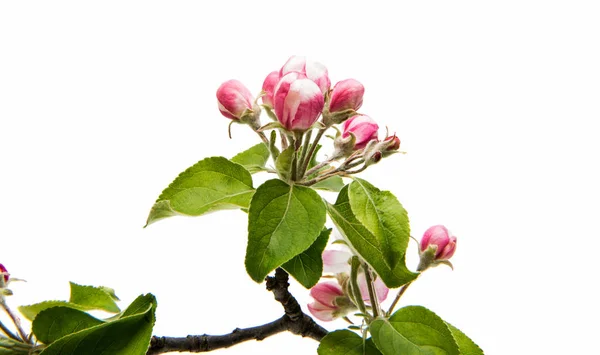 Blumen eines Apfelbaums — Stockfoto