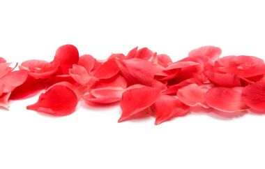 Chaenomeles yaprakları 