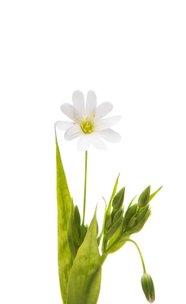 Одна біла квітка — стокове фото