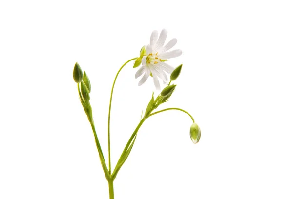Une fleur blanche — Photo