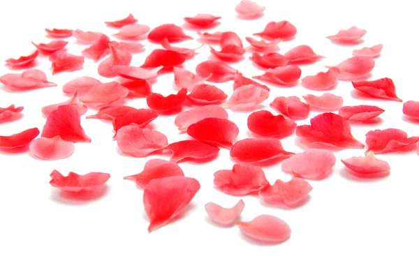 Petals of chaenomeles — Stock Photo, Image