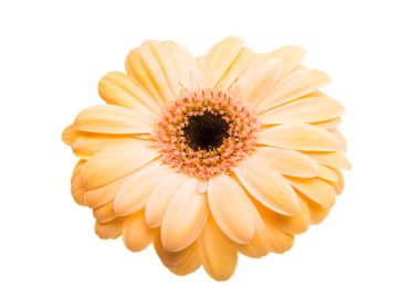 güzel gerbera çiçek 