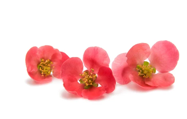 Mały kwiat chaenomeles — Zdjęcie stockowe