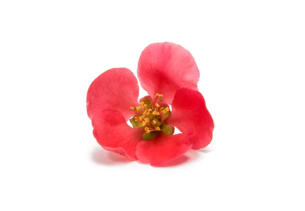 Small Flower chaenomeles — Stock Photo, Image
