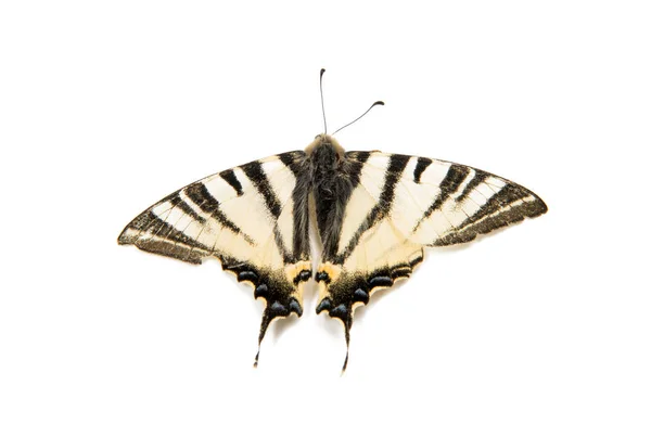 Papillon voilier poisson zèbre — Photo