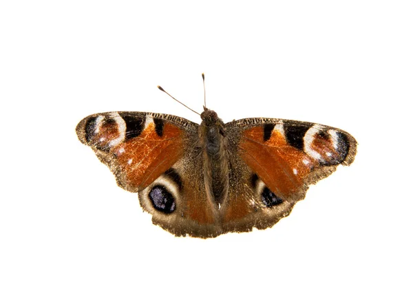 Olho de pavão borboleta — Fotografia de Stock