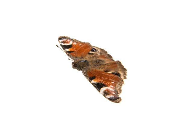 Butterfly Peacock Eye — Stockfoto