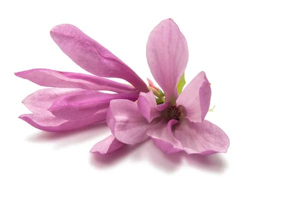 Magnolia rosa blomma — Stockfoto