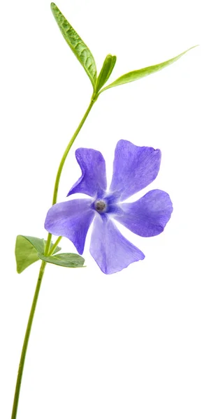 Blå blomma vinca — Stockfoto