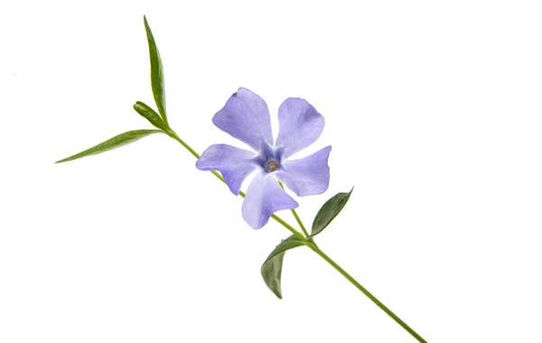 블루 꽃 vinca — 스톡 사진