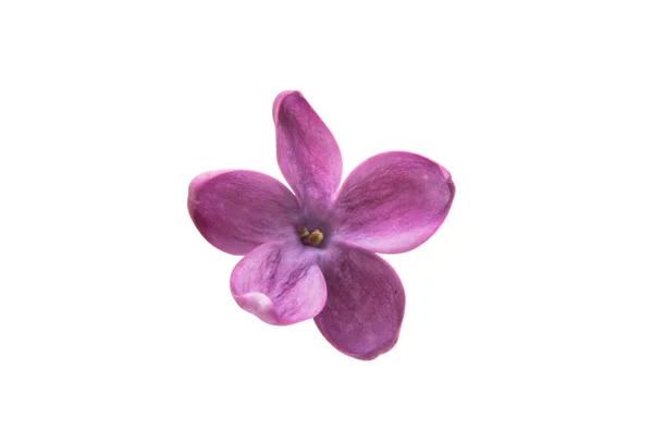 En lila blomma — Stockfoto