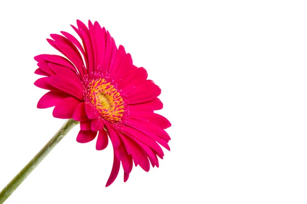 Vackra gerbera blomma — Stockfoto