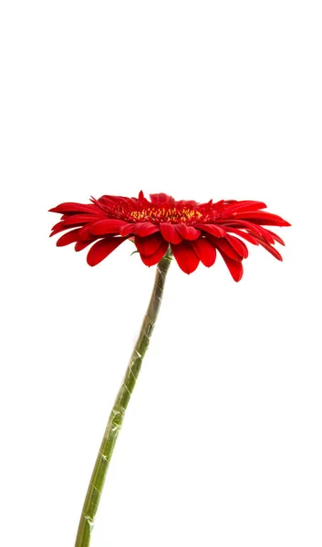 Hermosa flor de gerberas —  Fotos de Stock
