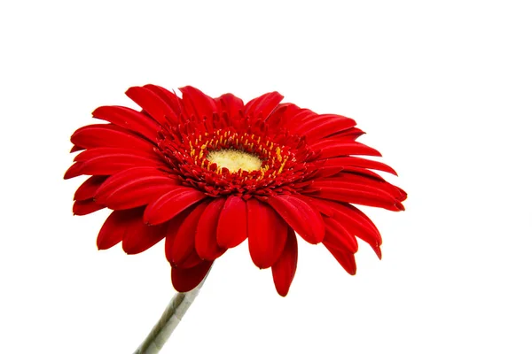 Krásný gerbera květ — Stock fotografie