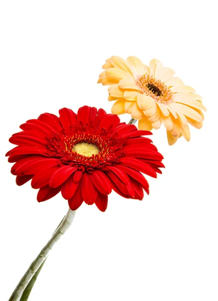 Mooie gerbera bloem — Stockfoto