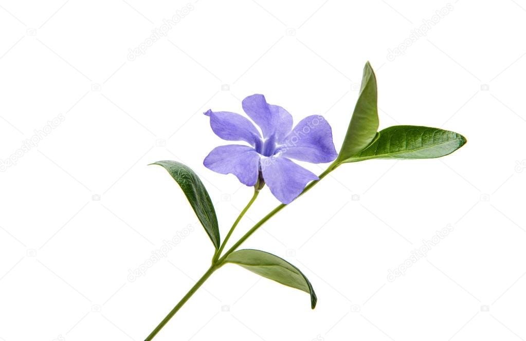 blue Flower vinca 