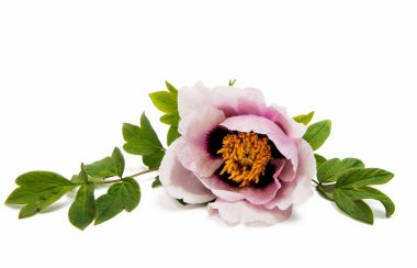 Şakayık romantik çiçek