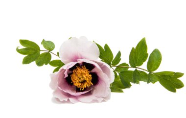 Şakayık romantik çiçek