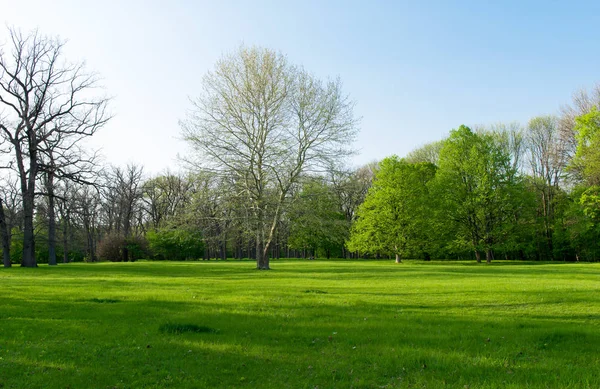 Spring park landscape — Stock Photo, Image