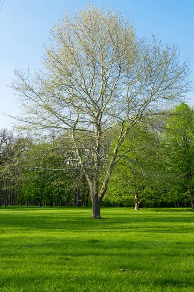 Primavera paisagem país — Fotografia de Stock