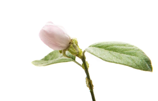 Pastel Quince flor —  Fotos de Stock