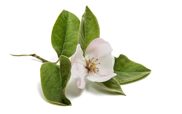 Pastel Quince flower — Stockfoto