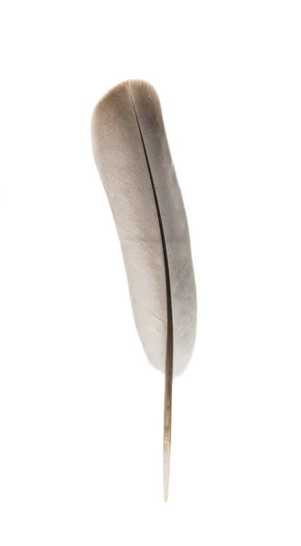 Bird's feather isolated — Stock Photo, Image