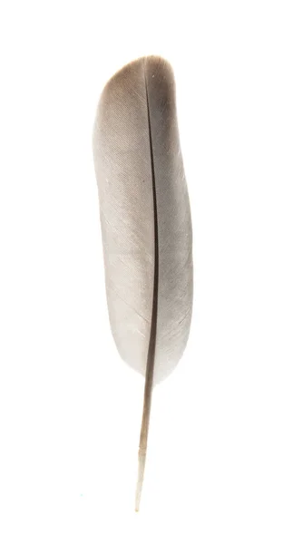 Bird's feather geïsoleerd — Stockfoto