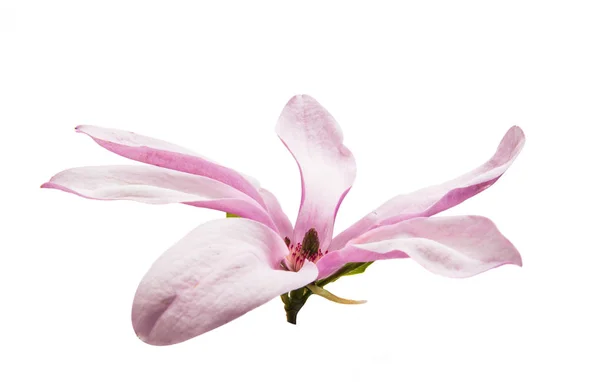 Flor de Magnolia púrpura — Foto de Stock