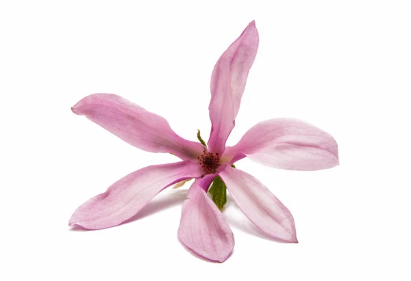 Rosa magnolia blomma — Stockfoto