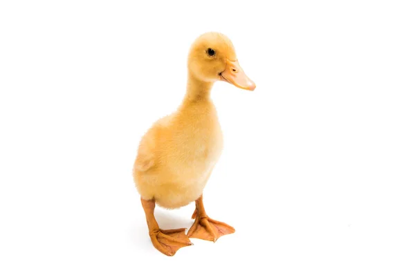 Pequeños patitos de animales — Foto de Stock