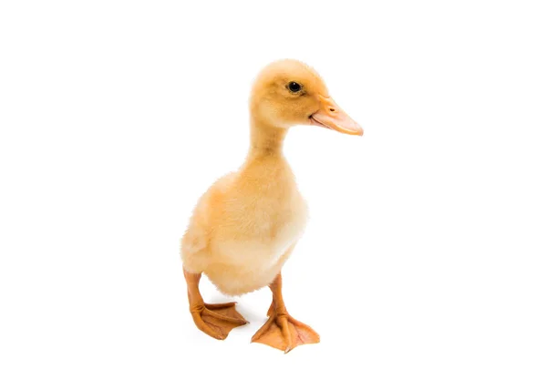 Pequeños patitos de animales — Foto de Stock