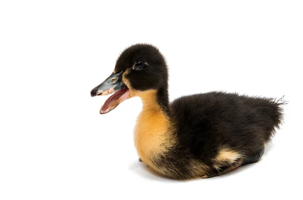 Small farm ducklings — Stock Photo, Image