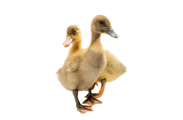 Small farm ducklings — Stock Photo, Image